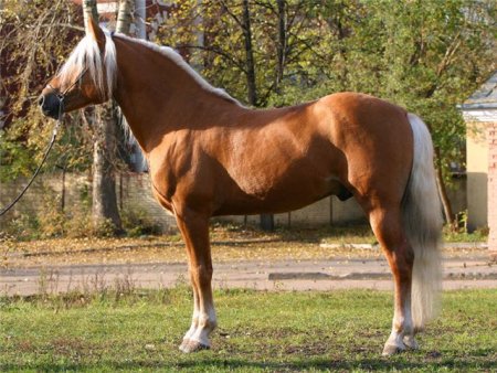 Фото гафлингерской лошади игреневой масти