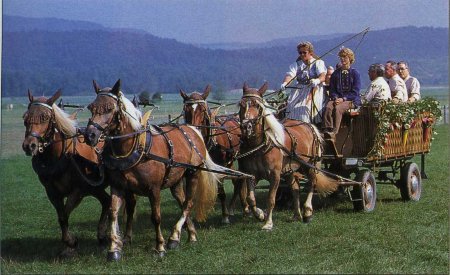 Фото гафлингерских лошадей игреневой масти