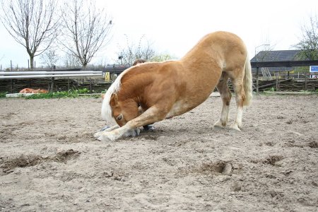 Фото гафлингерской лошади игреневой масти