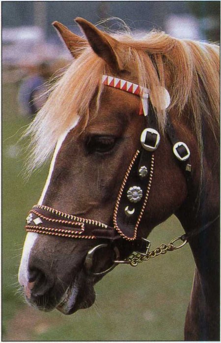 Фото гафлингерской лошади игреневой масти