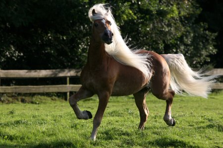Гафлингерская порода лошадей (гафлингер): фото, описание, история породы