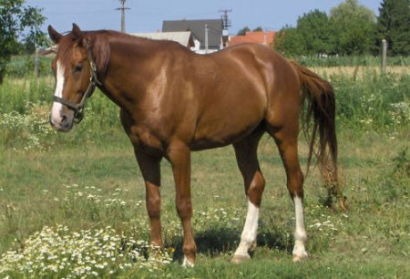 Лошади породы гидран: фото, описание, история породы