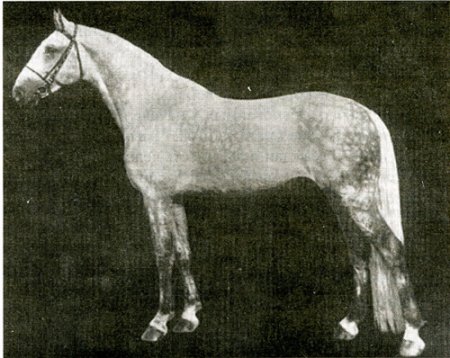 Фото лошади по кличке Крепыш