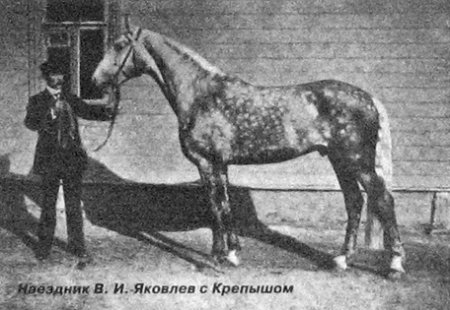 Фото лошади по кличке Крепыш