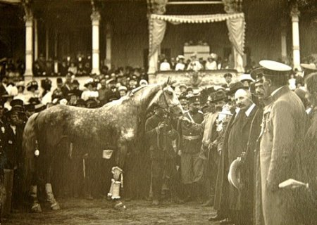 Фото лошади по кличке Крепыш