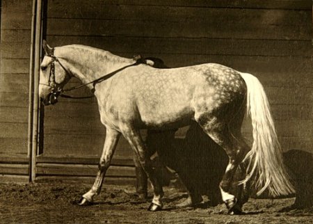 Фото лошади по кличке Крепыш