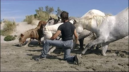 Жан-Франсуа Пиньон - Лошадь на свободе. Пляж