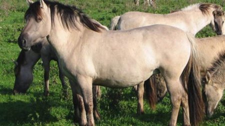 Фото польских коников