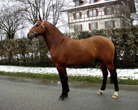 Фото лошади породы фрайбергер