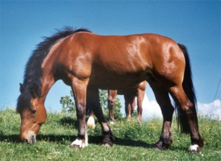 Фото лошади породы фрайбергер