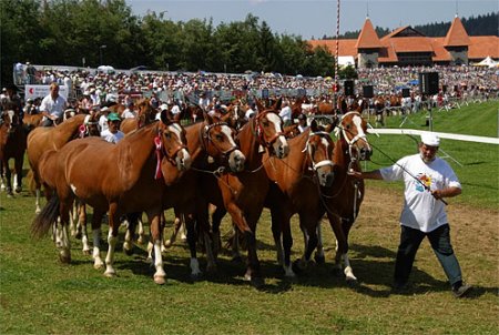 Фото лошадей породы фрайбергер