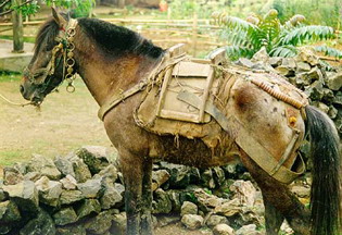 Лошади породы вьетнамский хмонг: фото, описание, история происхождения