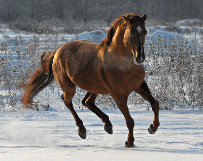 Кустанайская порода лошадей: фото, описание, история просхождения