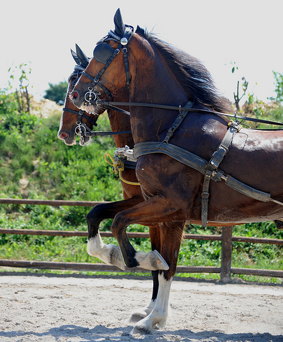 Гельдерлендская порода лошадей (гелдерландер): фото, описание, история происхождения