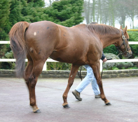 Крапчатая масть лошадей: фото, описание