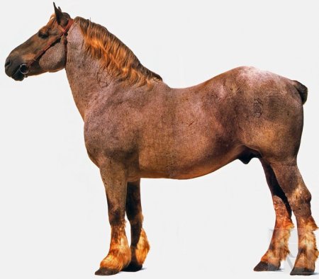 Итальянская тяжеловозная порода лошадей: фото, описание, история происхождения
