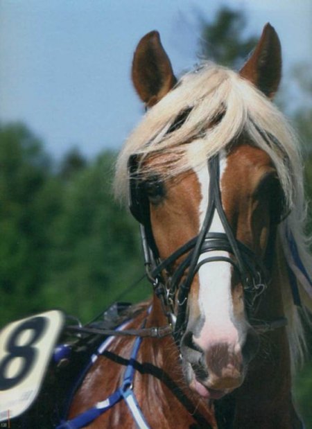 Фото комтойской тяжелоупряжной лошади игреневой масти