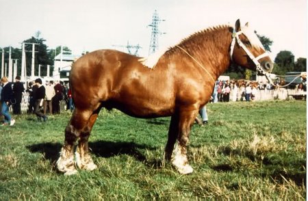 Фото комтойской тяжелоупряжной лошади игреневой масти