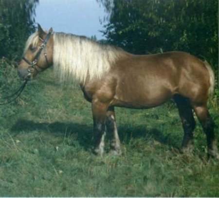 Фото комтойской тяжелоупряжной лошади игреневой масти