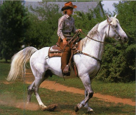 Миссурийская рысистая порода лошадей (Миссурийский фокстроттер): фото, описание, история происхождения