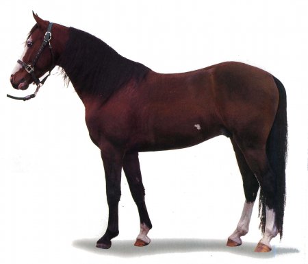 Фото лошади породы миссурийский фокстроттер гнедой масти