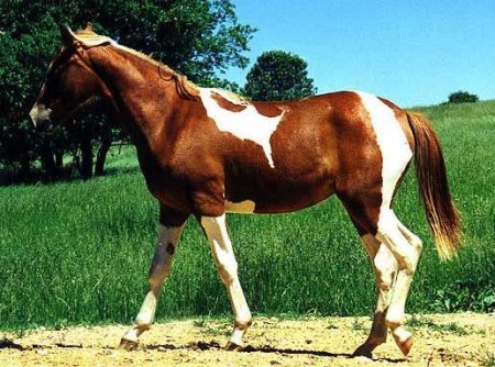 Фото лошади породы миссурийский фокстроттер рыже-пегой масти