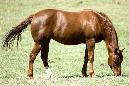 Фото лошади породы миссурийский фокстроттер рыжей масти