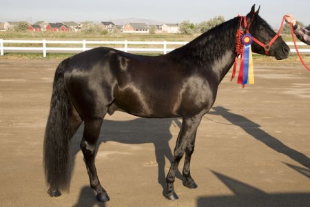 Фото лошади породы миссурийский фокстроттер вороной масти
