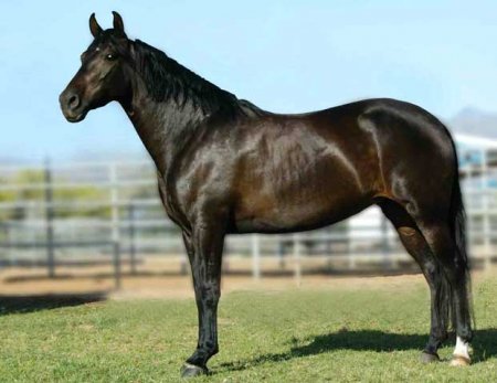 Фото лошади породы мангаларга маршадор караковой масти