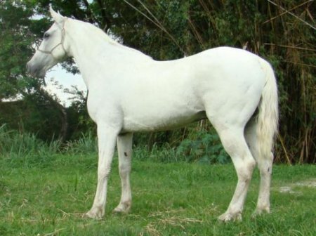 Фото лошади породы мангаларга маршадор серой масти