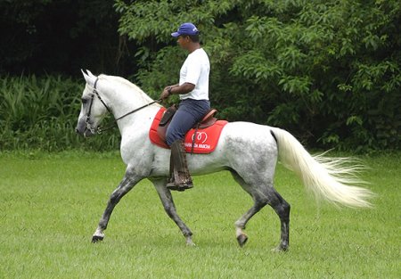 Фото лошади  породы мангаларга маршадор серой масти