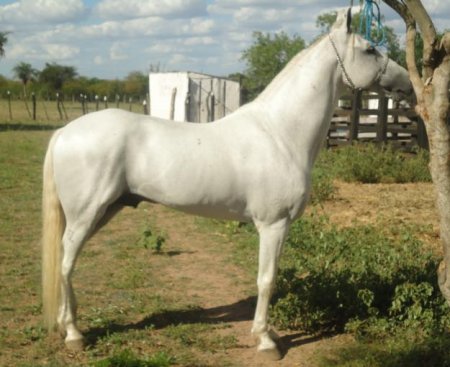 Фото лошади породы мангаларга маршадор серой масти