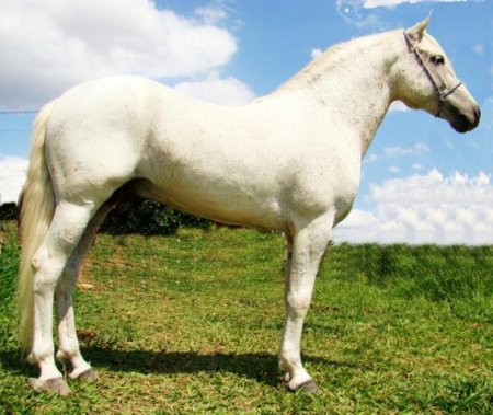 Лошади породы мангаларга маршадор: фото, описание, история происхождения