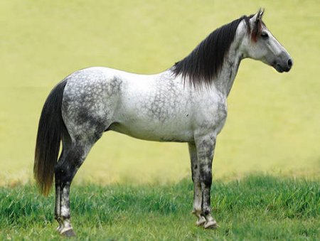 Фото лошади  породы мангаларга маршадор серой в яблоках масти
