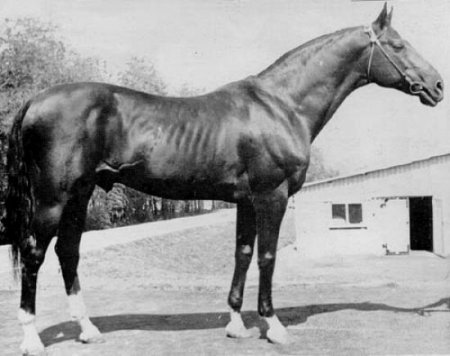 Абсент - самая знаменитая лошадь Советского Союза.
