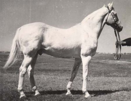 Фото лошади по кличке Араб, отца Абсента