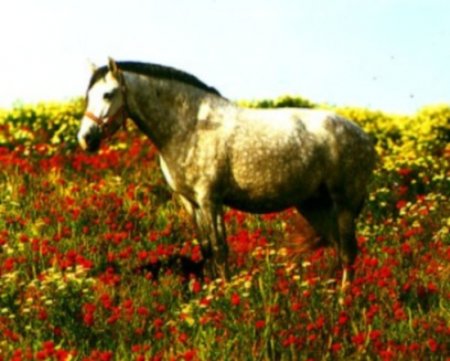 Фото лошади картезианской породы серой в яблоках масти