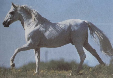Фото лошади картезианской породы серой масти