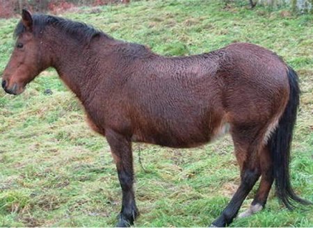 Пони породы гаррано (минго): фото, описание, история происхождения