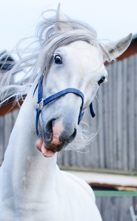 Бабьека - знаменитая лошадь Эль-Сида