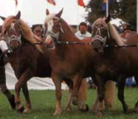 Южно-германская (немецкая) тяжелоупряжная порода лошадей: фото, описание, история происхождения