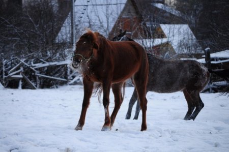 Фото лошадей кустанайской породы рыжей и вороной масти. Хозяйка - temnysha