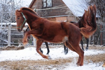 Фото лошади кустанайской породы рыжей масти. Хозяйка - temnysha