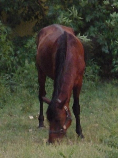Фото лошади кушумской породы гнедой  масти