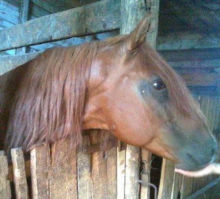 Фото лошади кушумской породы рыжей  масти