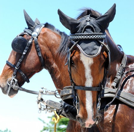 Фото лошадей гельдерлендской породы гнедой масти