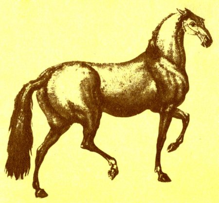 Годольфин Арабиан