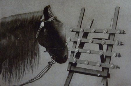 Фото лошади, по кличке Умный Ганс, демонстрирующей свои способности