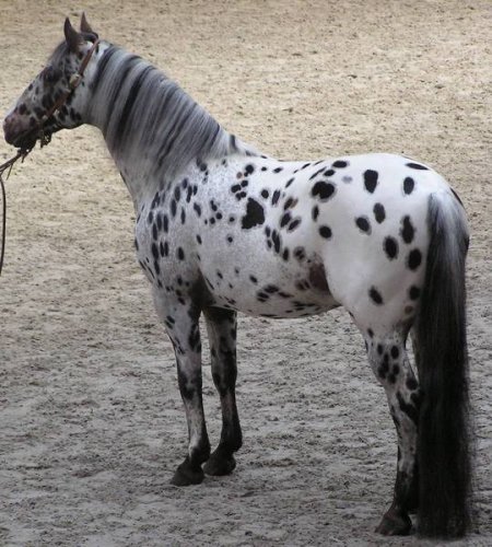 Чубарая масть лошадей: фото, описание