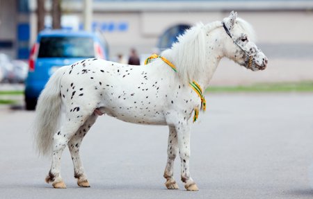 Леопардовая масть лошадей: фото, описание
